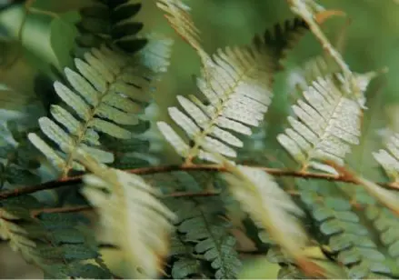 Green leaves