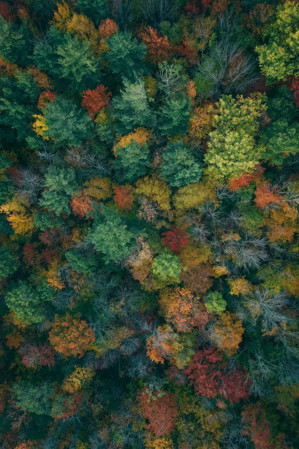 Aerial view of trees in fall